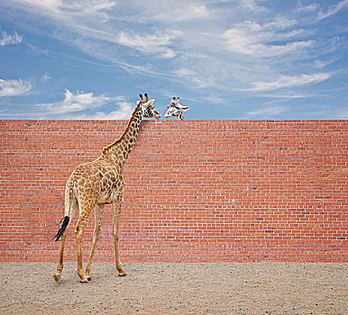 两个,长颈鹿,看,上方,砖墙