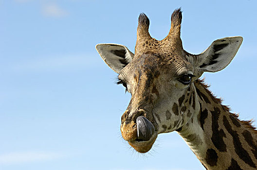 马萨伊,长颈鹿,成年,头像,舔,鼻子,马赛马拉,肯尼亚,非洲