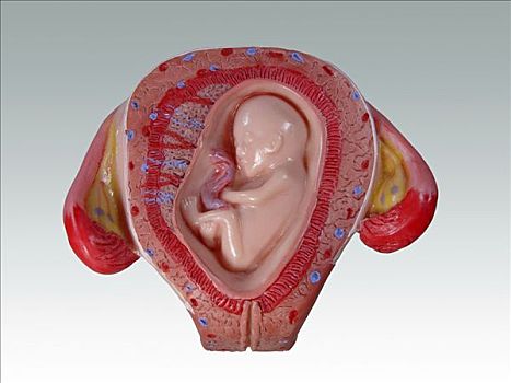 胎儿,胚胎