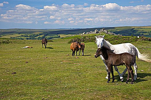 英国,德文郡,达特姆尔高原,靠近,小马