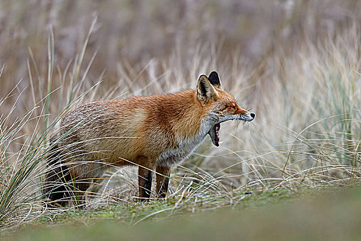 红狐,狐属,哈欠,张嘴,颚部,北荷兰,荷兰