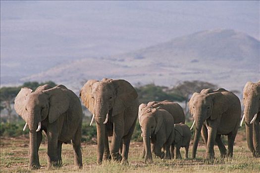 非洲象,牧群,走,东非