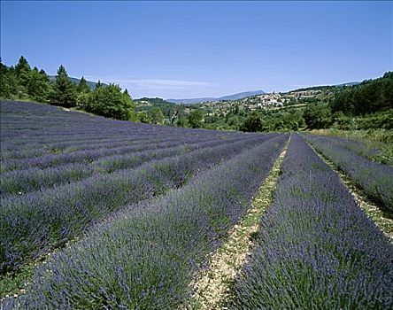 薰衣草,地点,乡村,普罗旺斯,法国