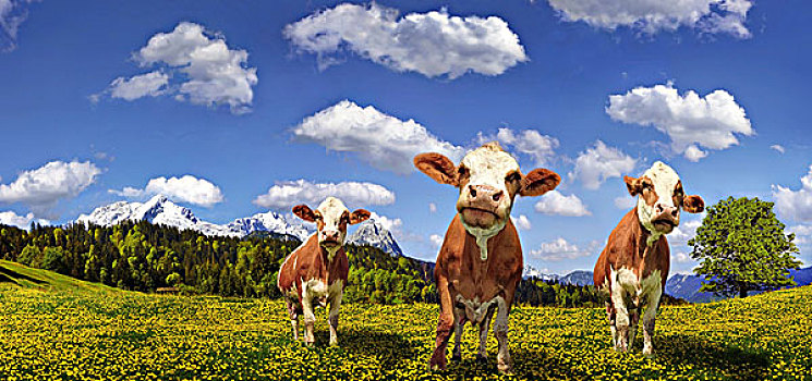 母牛,花,草地,阴天,后面,山,阿尔卑斯峰,楚格峰,加米施帕藤基兴,巴伐利亚,德国,欧洲