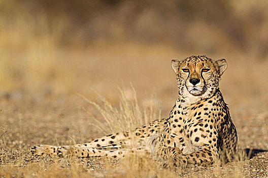 印度豹,猎豹,休息,雄性,俘获,纳米比亚,非洲