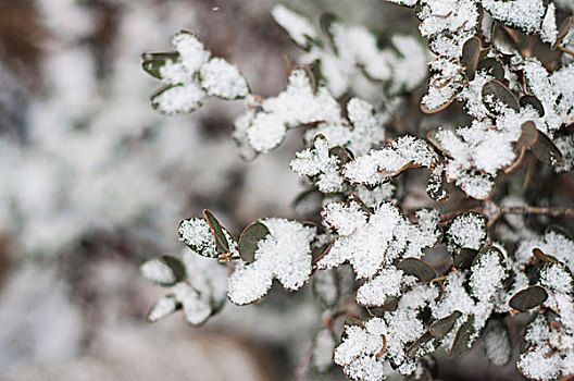 冬季落雪的植物