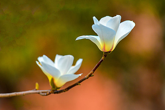 玉蘭花
