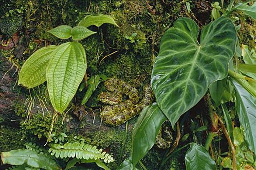 扁斑奎蛇,蝰蛇,保护色,绿色,等待,埋伏,捕食,雨林,哥斯达黎加