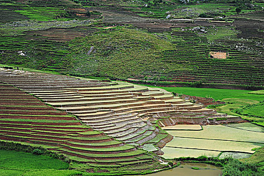 madagascar,ambalavao,spectacular,green,ricefield,in,rainy,season