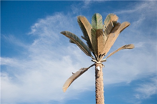 绿色,漂亮,棕榈树,蓝天
