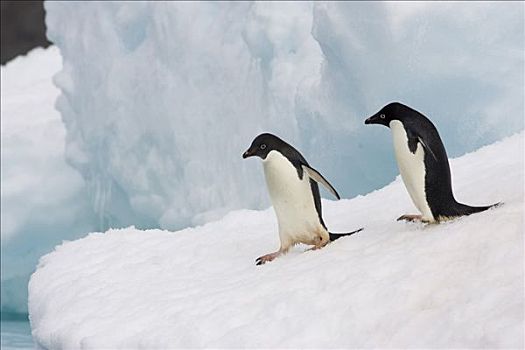 阿德利企鹅,一对,靠近,边缘,冰山,保利特岛,南极