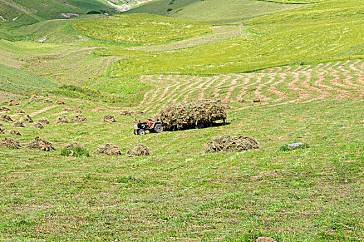 新疆江布拉克草场收割场景