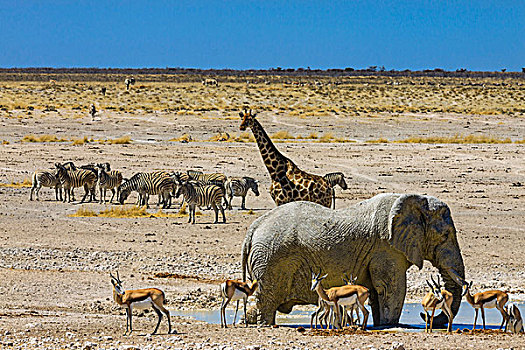 非洲,大象,长颈鹿,跳羚,水坑,埃托沙国家公园,纳米比亚