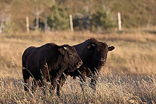 野牛,地点,牧场,夹锭钳,溪流,艾伯塔省,加拿大