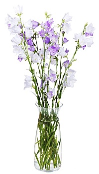 花束,风铃草,玻璃花瓶