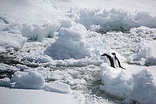 南极,两个,阿德利企鹅,商议,海冰