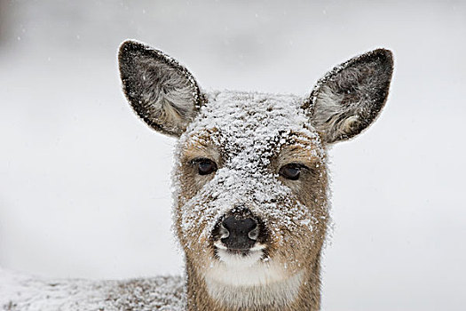 白尾鹿,鹿,积雪,脸