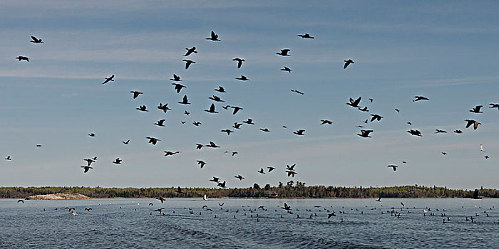 鸟群,飞跃,湖,木头,安大略省,加拿大