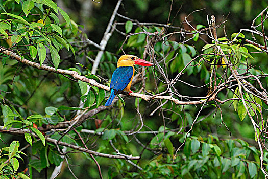 翠鸟,檀中埠廷国立公园,婆罗洲,印度尼西亚