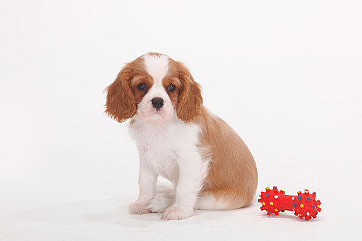 查尔斯王犬,布伦海姆,小狗,8星期大,狗,玩具,橡胶,骨头