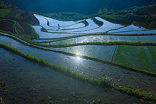 梯田,田园,田野,春色,雾,春雨,绿色