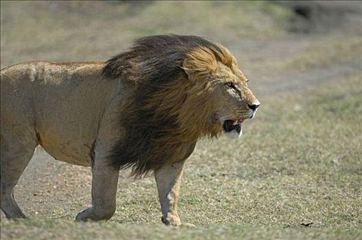 狮子,鬃毛,风,马赛马拉,肯尼亚