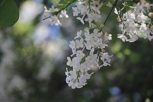 丁香花