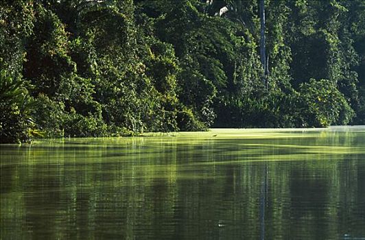 藻类,亚马逊地区,上方,低地,树林,一个,时间,湖,河床,河,形态,泥沙,向上,繁茂,沼泽,竹子,树