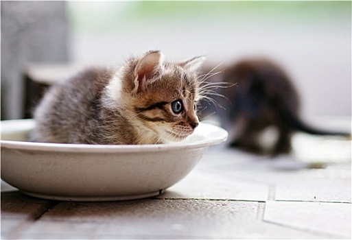 小猫,坐,白色,盘子