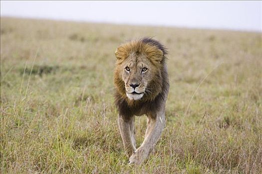 非洲狮,狮子,大,接近,摄影,脆弱,马赛马拉国家保护区,肯尼亚