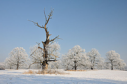 树,遮盖,白霜,河漫滩,靠近,萨克森安哈尔特,德国,欧洲