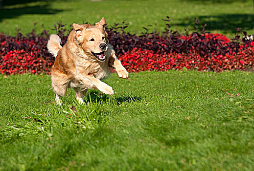 犬图片 犬图片大全 犬背景图片