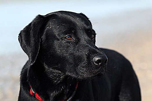 年轻,黑色拉布拉多犬,狗,肖像,雄性,家犬