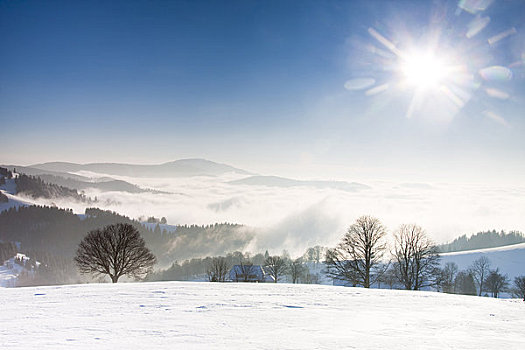 山毛櫸樹(shù),雪景,黑森林,巴登符騰堡,德國(guó)
