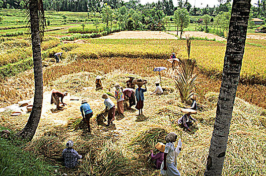 印度尼西亚,巴厘岛,稻米,丰收