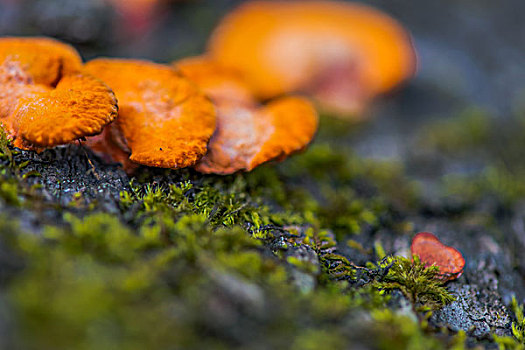 浙江山景植物蘑菇