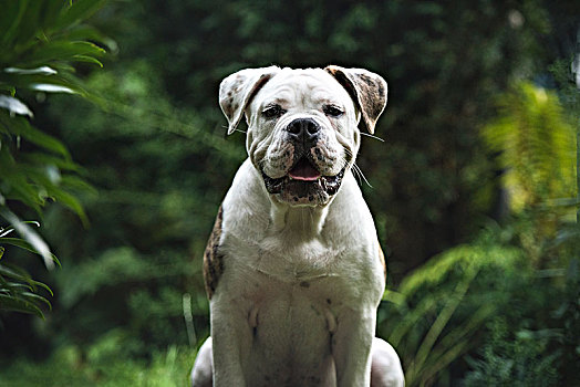 牛头犬,家犬,动物,看镜头