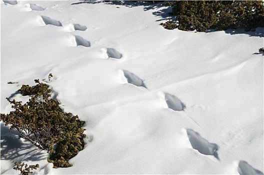 野生动物,痕迹,雪