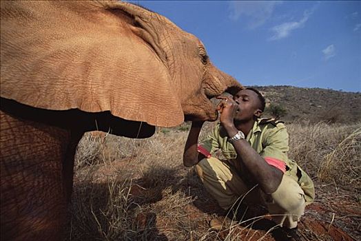 非洲象,看护,玩,婴儿,孤儿,东察沃国家公园,肯尼亚