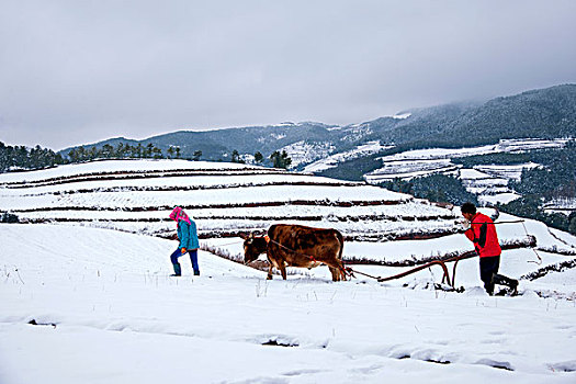 云南东川红土地雪原中的农民在耕地