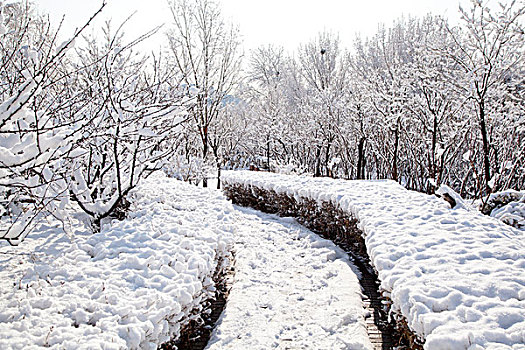 厚厚的白雪覆盖在小路上
