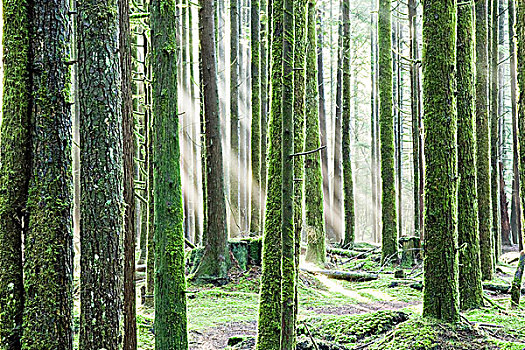 阳光,树,省立公园,不列颠哥伦比亚省,加拿大