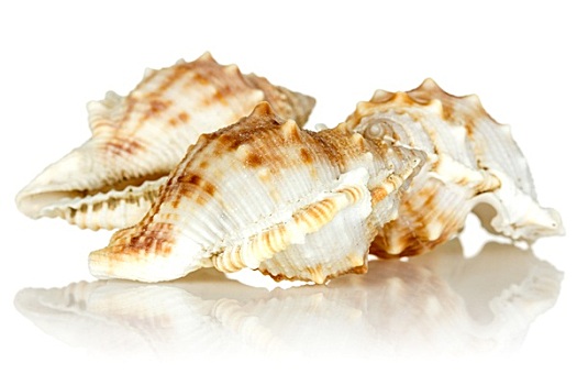 海螺壳,白色背景,背景