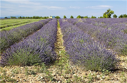 薰衣草种植区,区域,普罗旺斯,法国南部