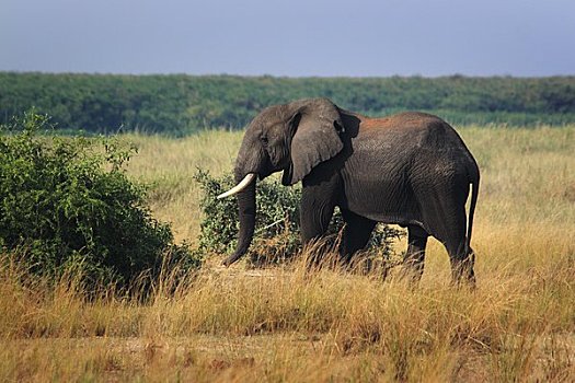 非洲象,保护区,乌干达