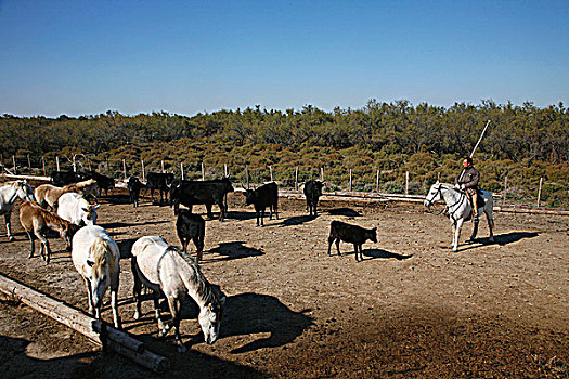 法国,普罗旺斯,牧群,公牛