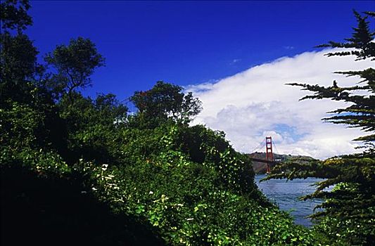 树,靠近,湾,金门大桥,旧金山,加利福尼亚,美国
