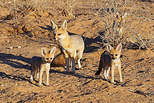 狐狸,狐属,幼兽,站立,正面,洞穴,卡拉哈迪大羚羊国家公园,北开普,南非,非洲
