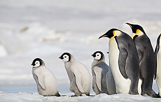 帝企鹅,成年,幼禽,冰,威德尔海,雪丘岛,南极