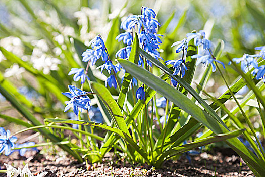 绵枣儿属植物,蓝色,白色,春花,聚焦